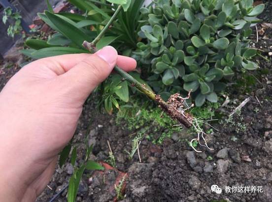 别养绿萝了!3种花剪根枝就能活,1年后满墙开爆!