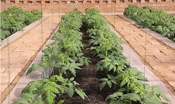 番茄基质栽培 - 2020年最新商品信息聚合专区 - 百度爱采购