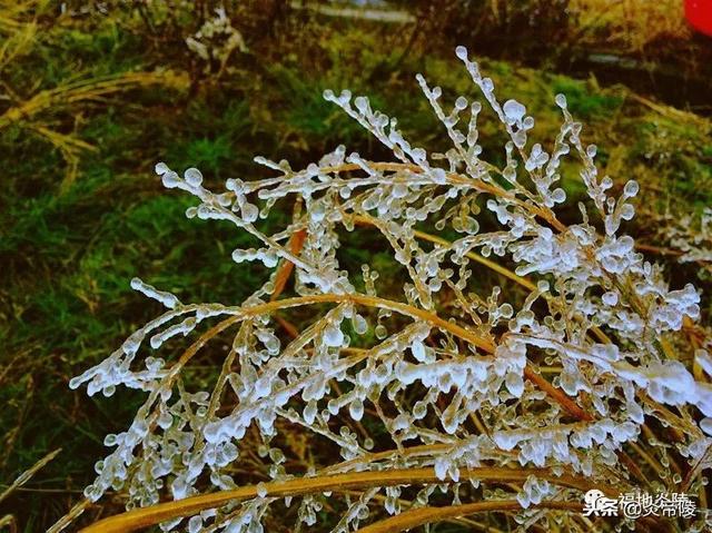 哇唔~ 北方下的是雪, 炎陵下的是施华洛世奇水晶 被冻上的花朵 犹如