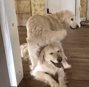 这只xxl号古牧有个怪癖,妈妈发现后崩溃:要破产啦!