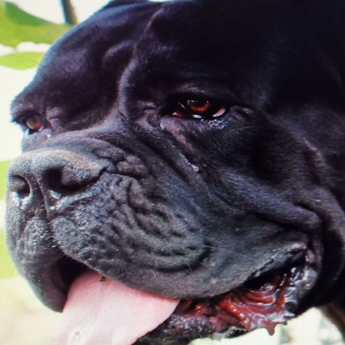 判断卡斯罗犬是否纯种的方法