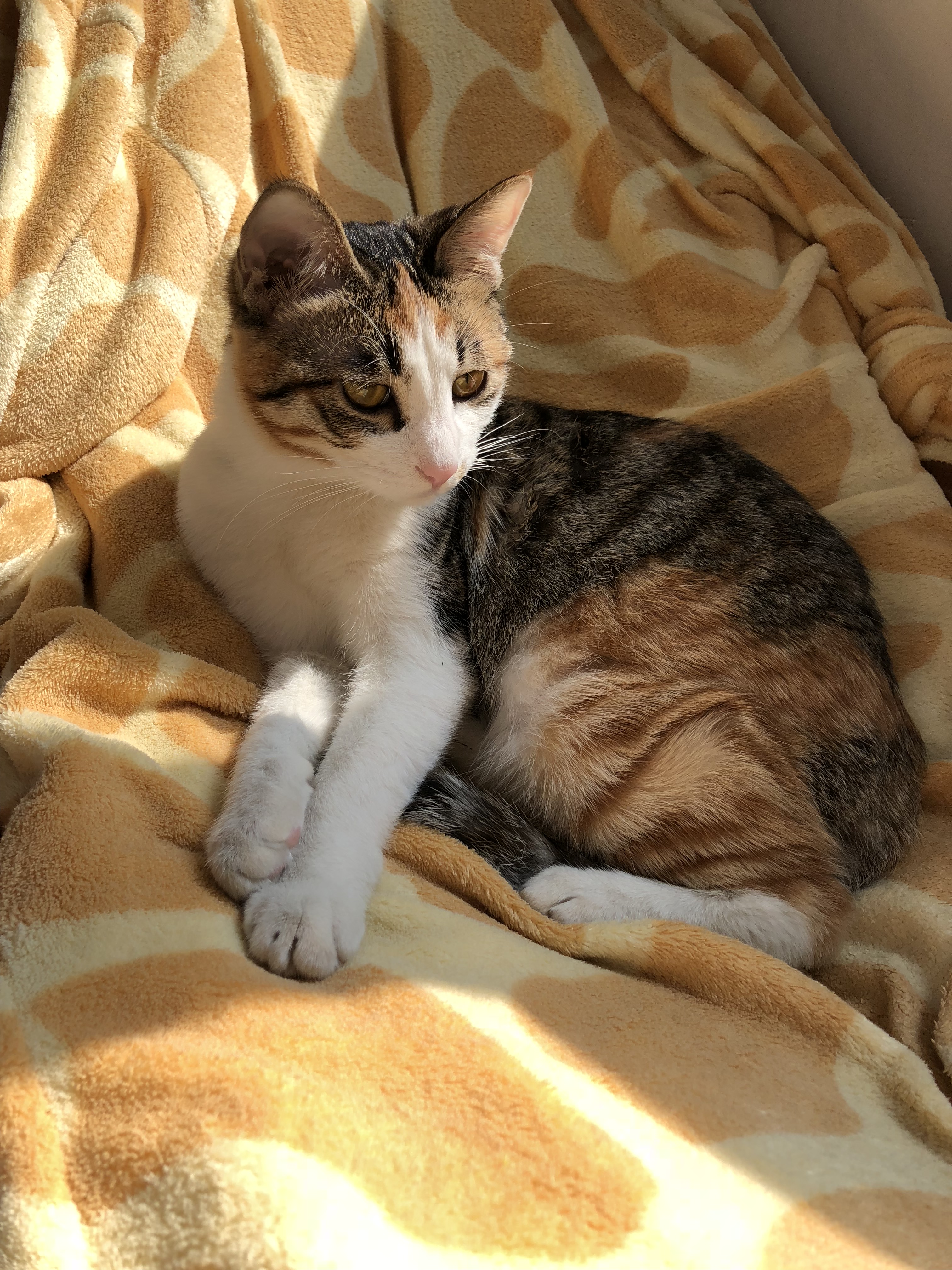 1274只猫咪的跟踪调查告诉你之白猫,三色虎斑猫篇