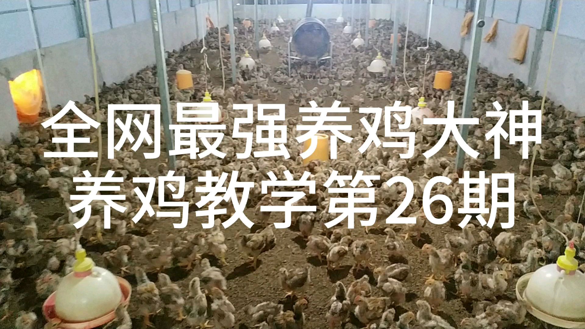 养鸡教学第26期,球虫肠道该如何治疗,怎么用药,有什么症状