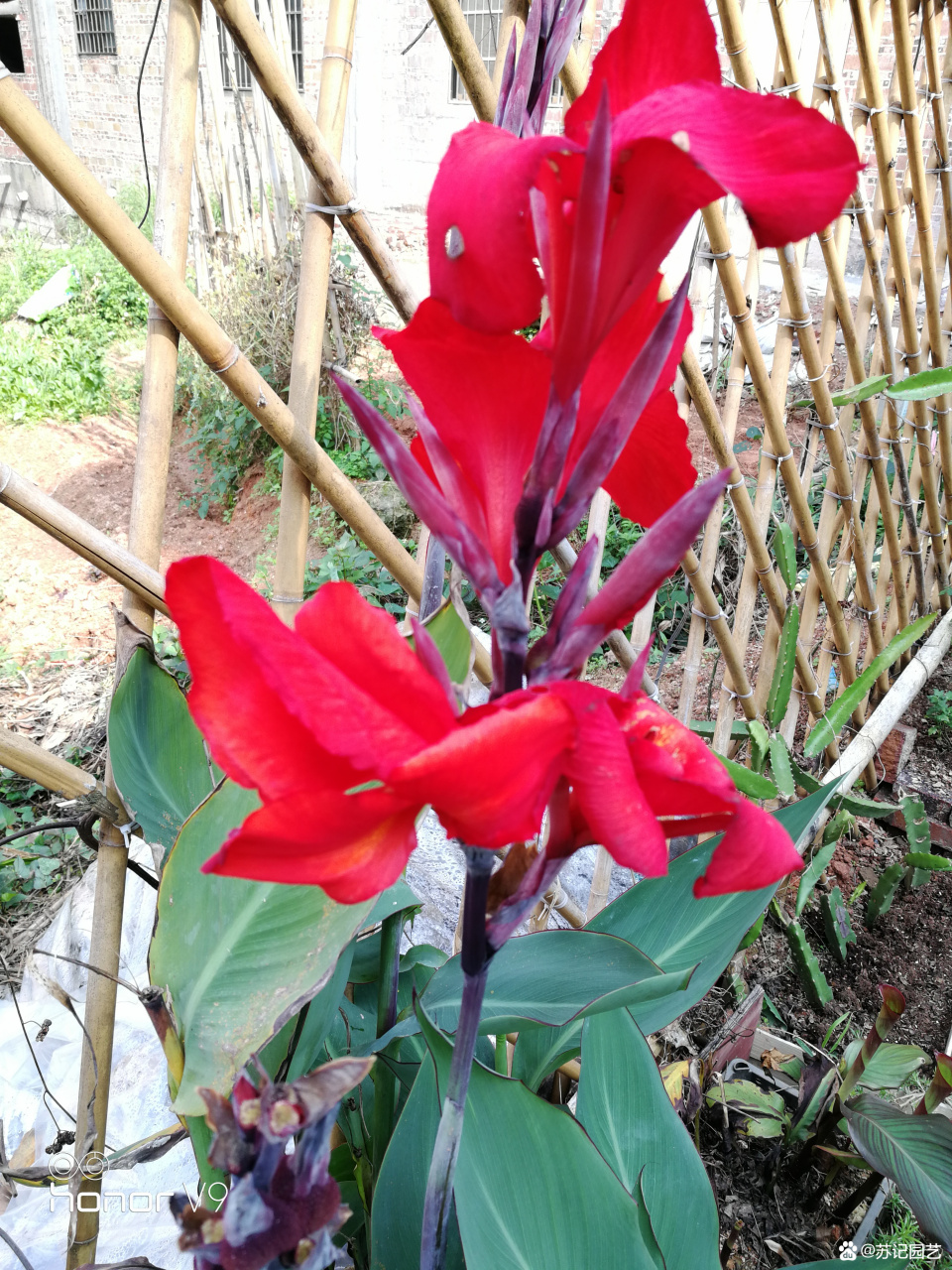 美人蕉喜温暖和充足的阳光,不耐寒,在疏松肥沃,排水良好的沙土壤中