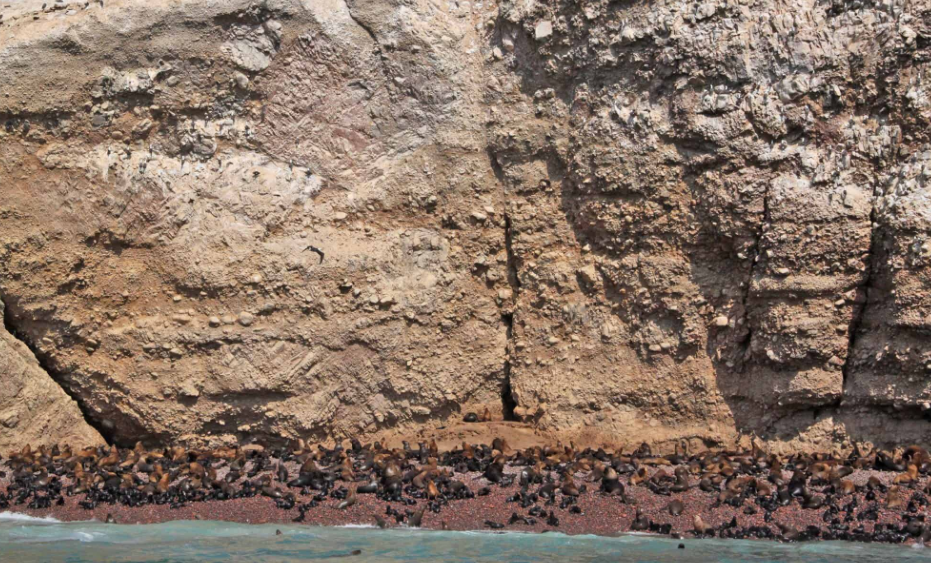 40年出口了一千万吨鸟粪