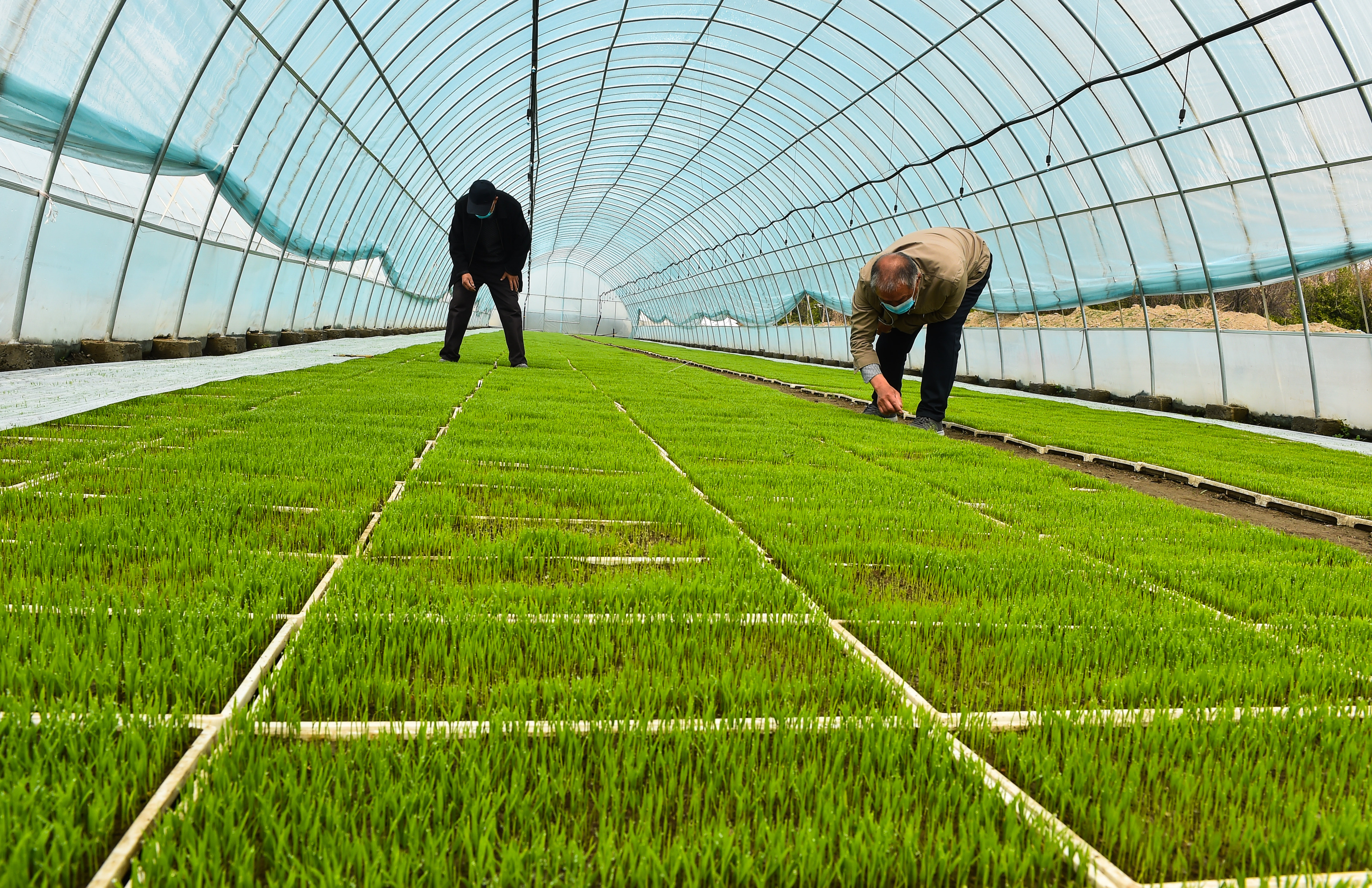 山西太原:育秧忙