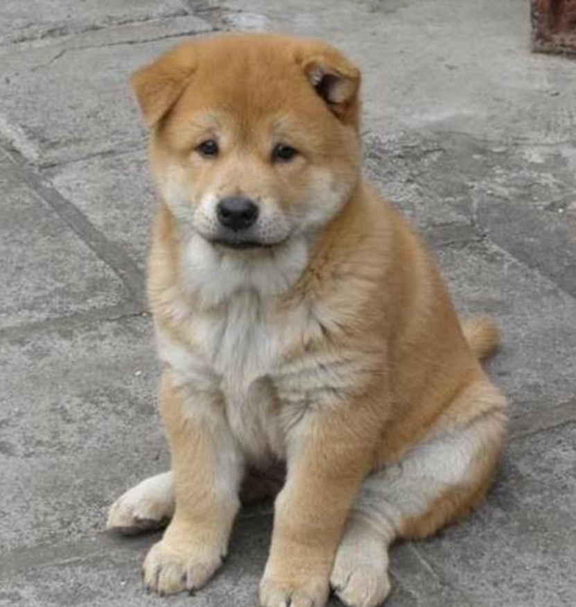 中华田园犬,中国本土狗之一,一碗剩饭忠诚一生!