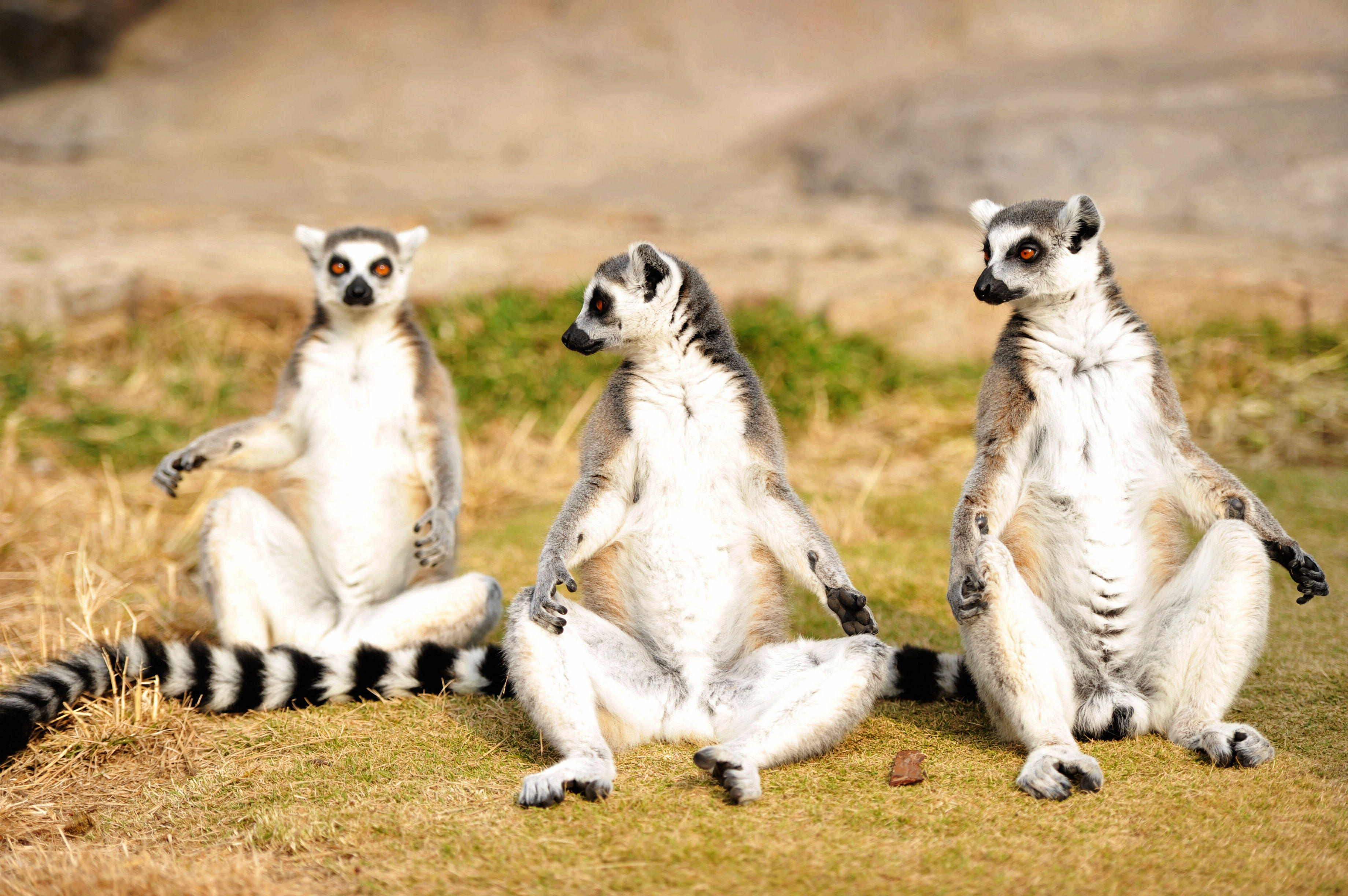 环尾狐猴享受初冬暖阳