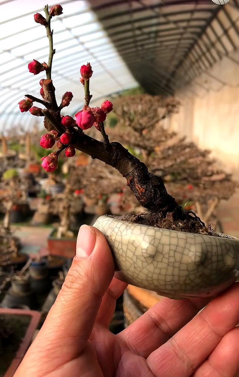 又到了梅花盛开的季节,这样的梅花盆景,你喜不喜欢呢?快来欣赏