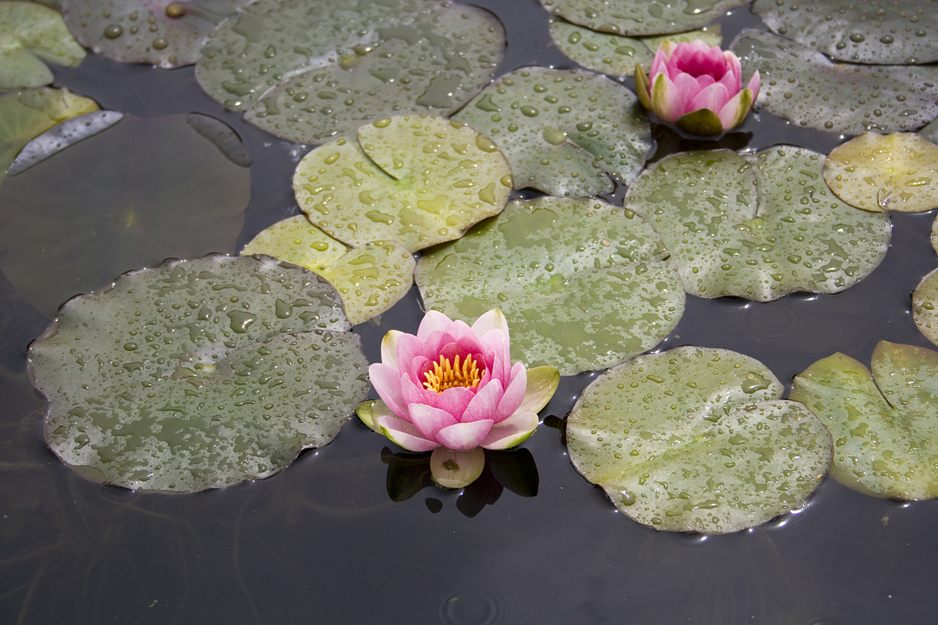 碗莲是一种小型观赏水生植物,适合无土水培.