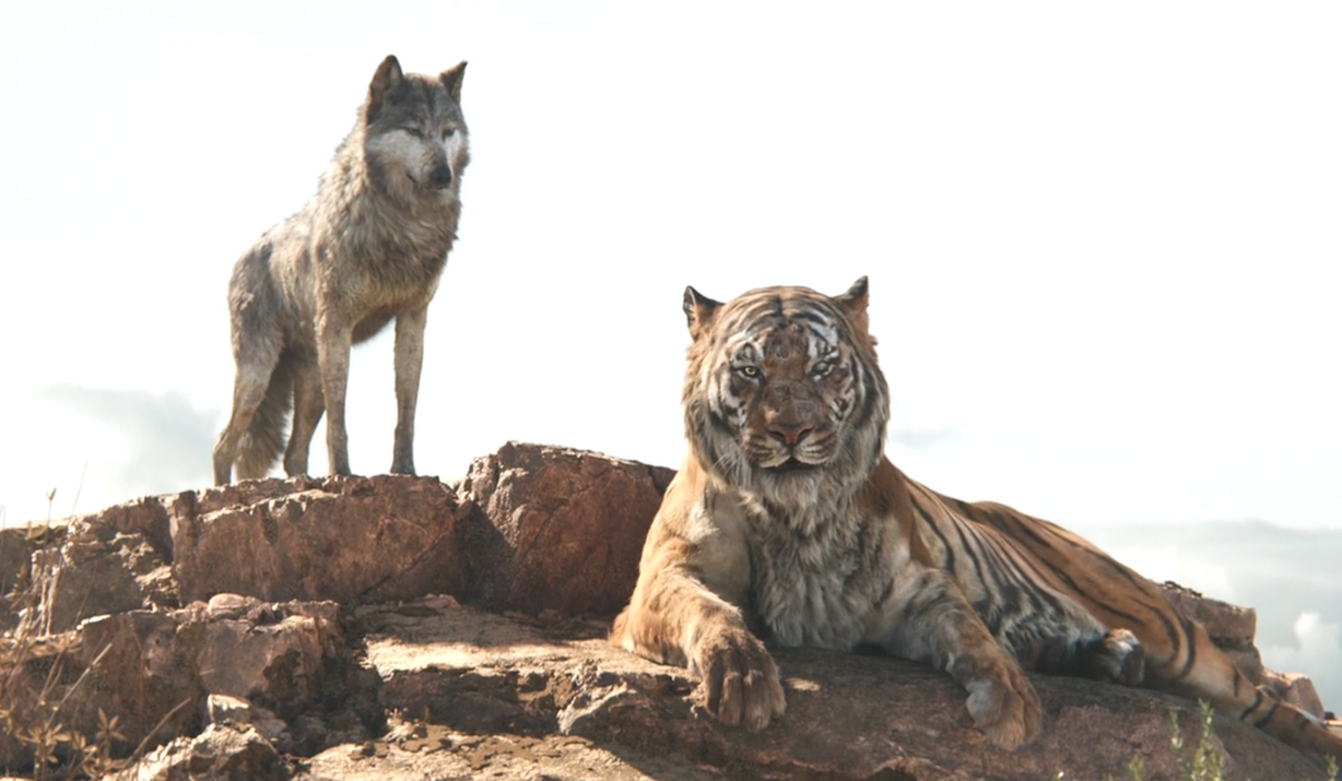北美大灰狼和老虎图片