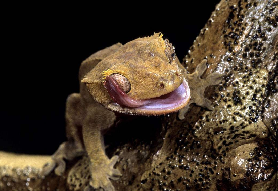 爪哇象,科学家一度认为爪哇象在欧洲人来到东南亚后走向"灭绝",这种