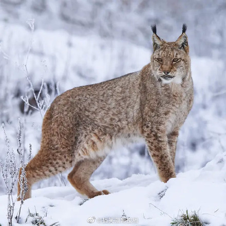 大兴安岭拍到两只野生猞猁,网友:萌萌哒,又像猫又像虎!