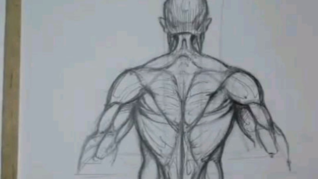 背部肌肉速写图片