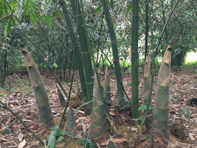 梓辰聊三农:竹子根系生长过快影响农田,如何灭掉竹子根?