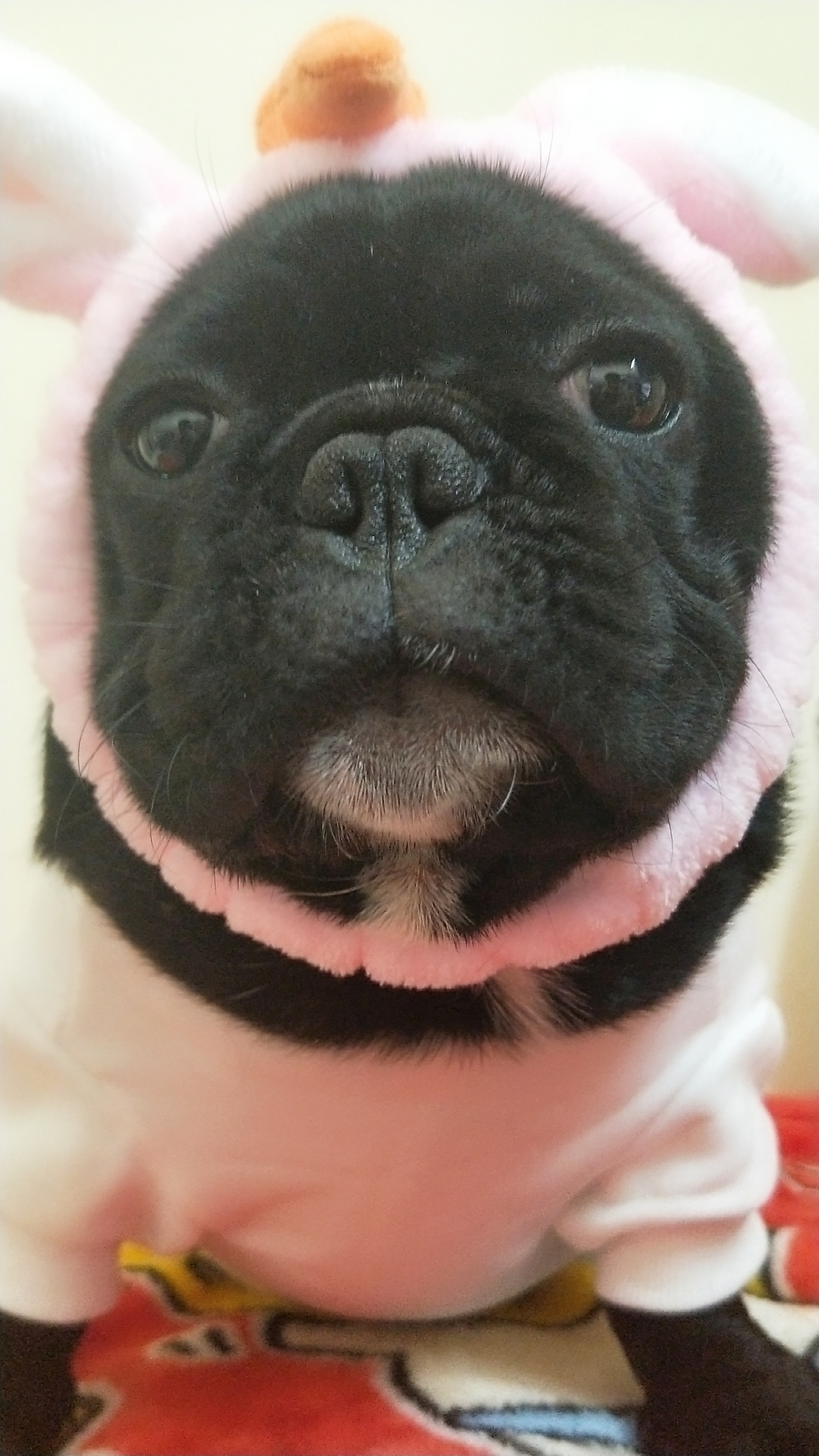 小白兔白又白,两只耳朵竖起来!