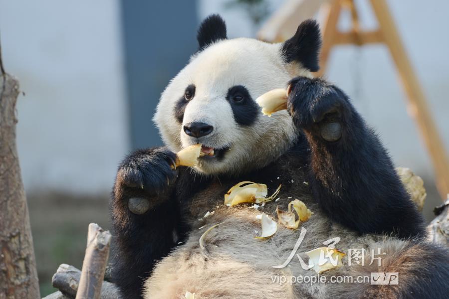 2019年1月1日,江苏省南京市红山动物园里的大熊猫在吃胡萝卜.