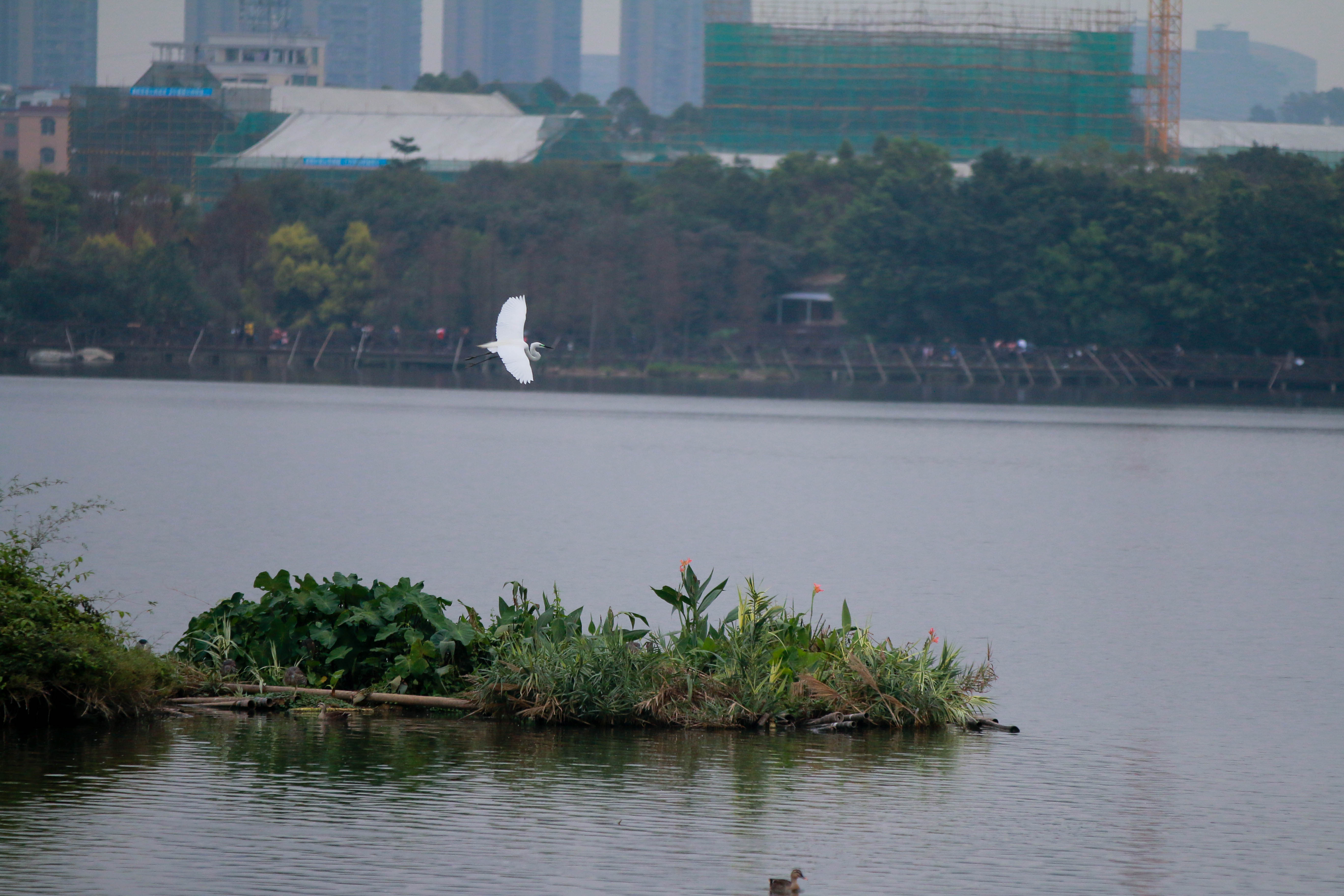 广州海珠湖公园随拍