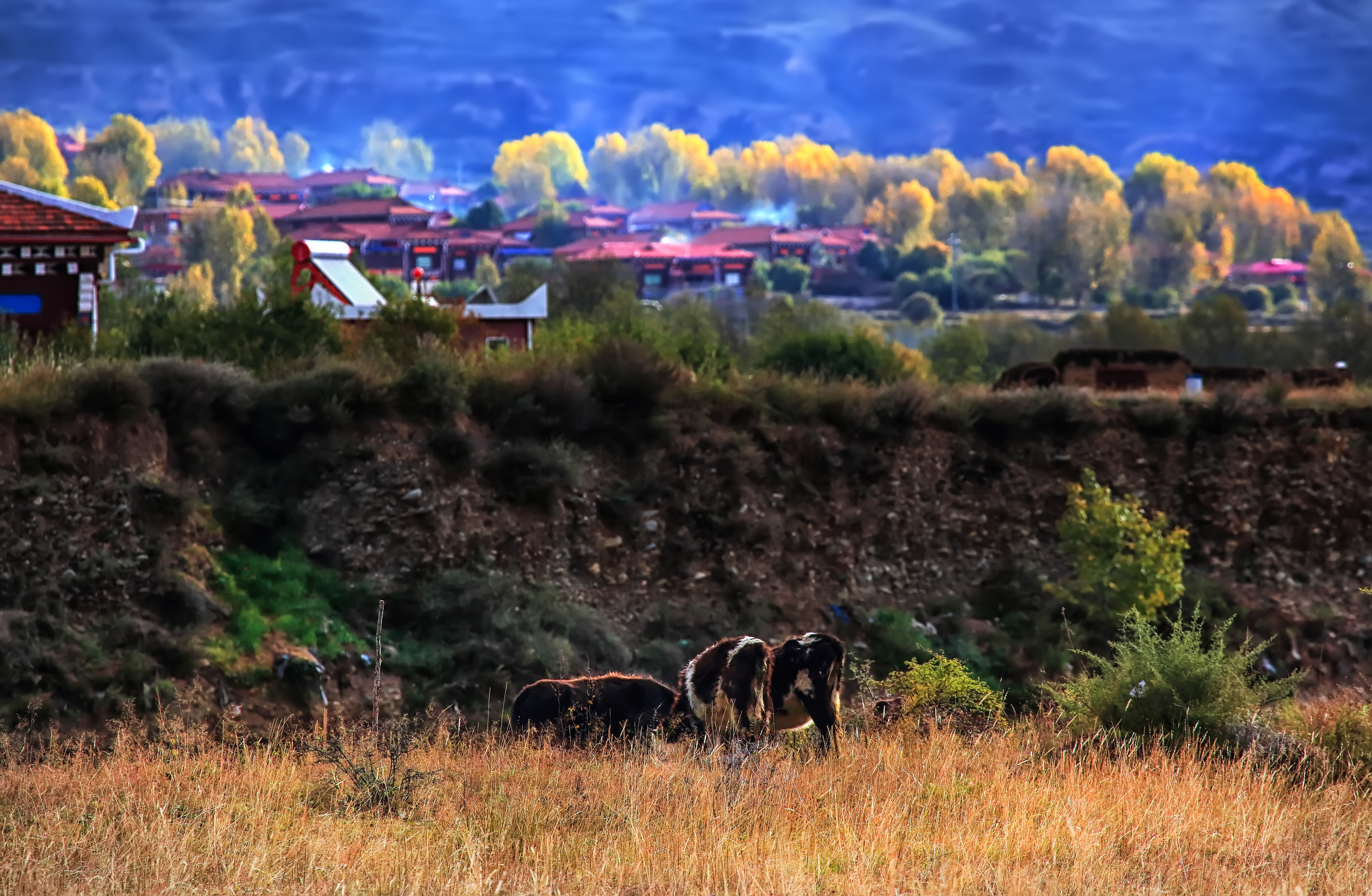 多彩甘孜,遍地美景的康北高原