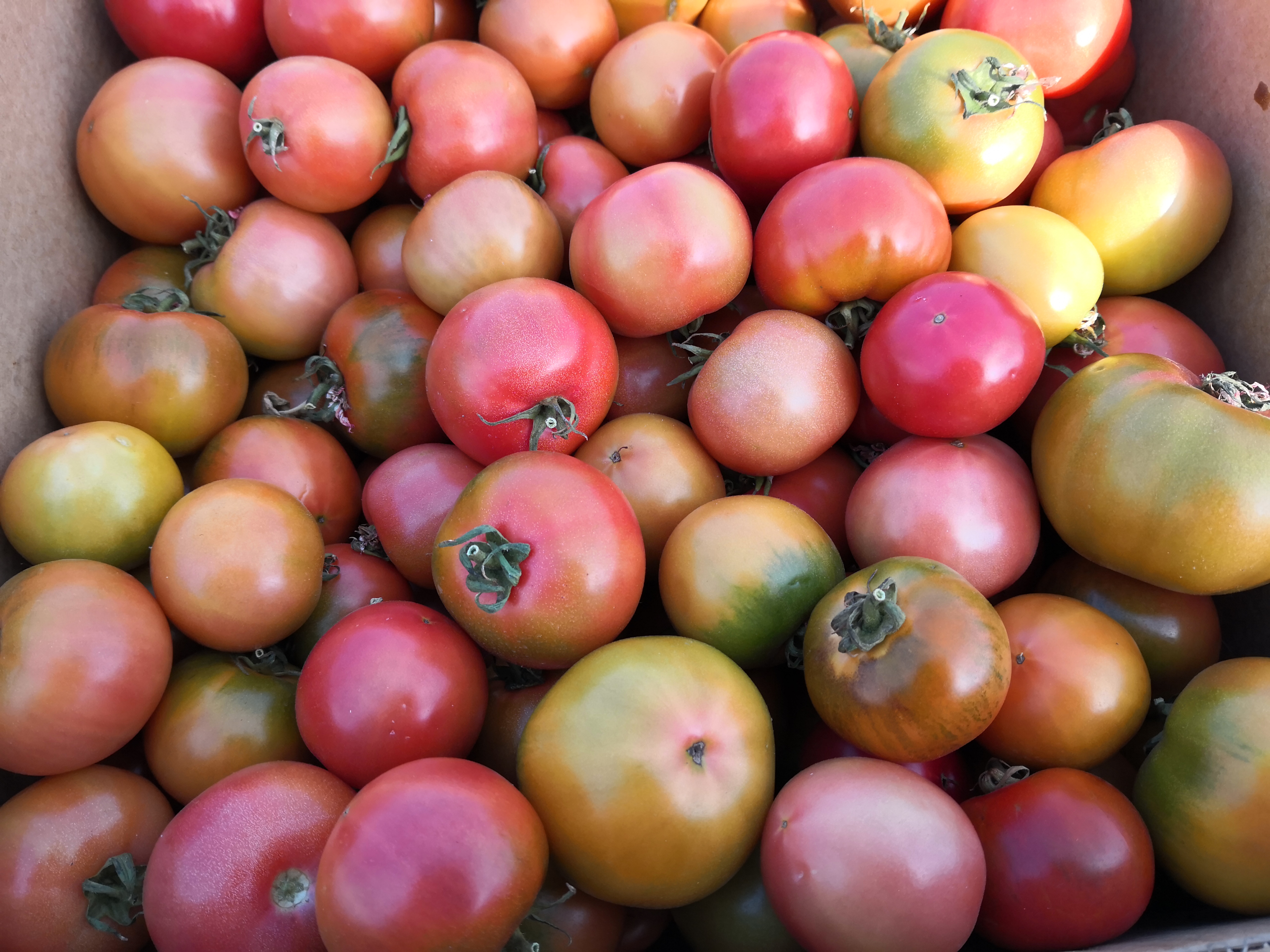 冬至,黑龙江大庆的嘎啦果柿子10元一斤,卖出了猪肉价,您会买吗