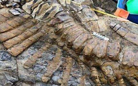 男子挖地挖出"龙骨",带回家后,第二天摊上大事!