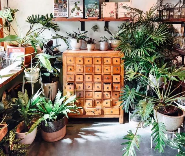 开一家最美的植物店,以此为生