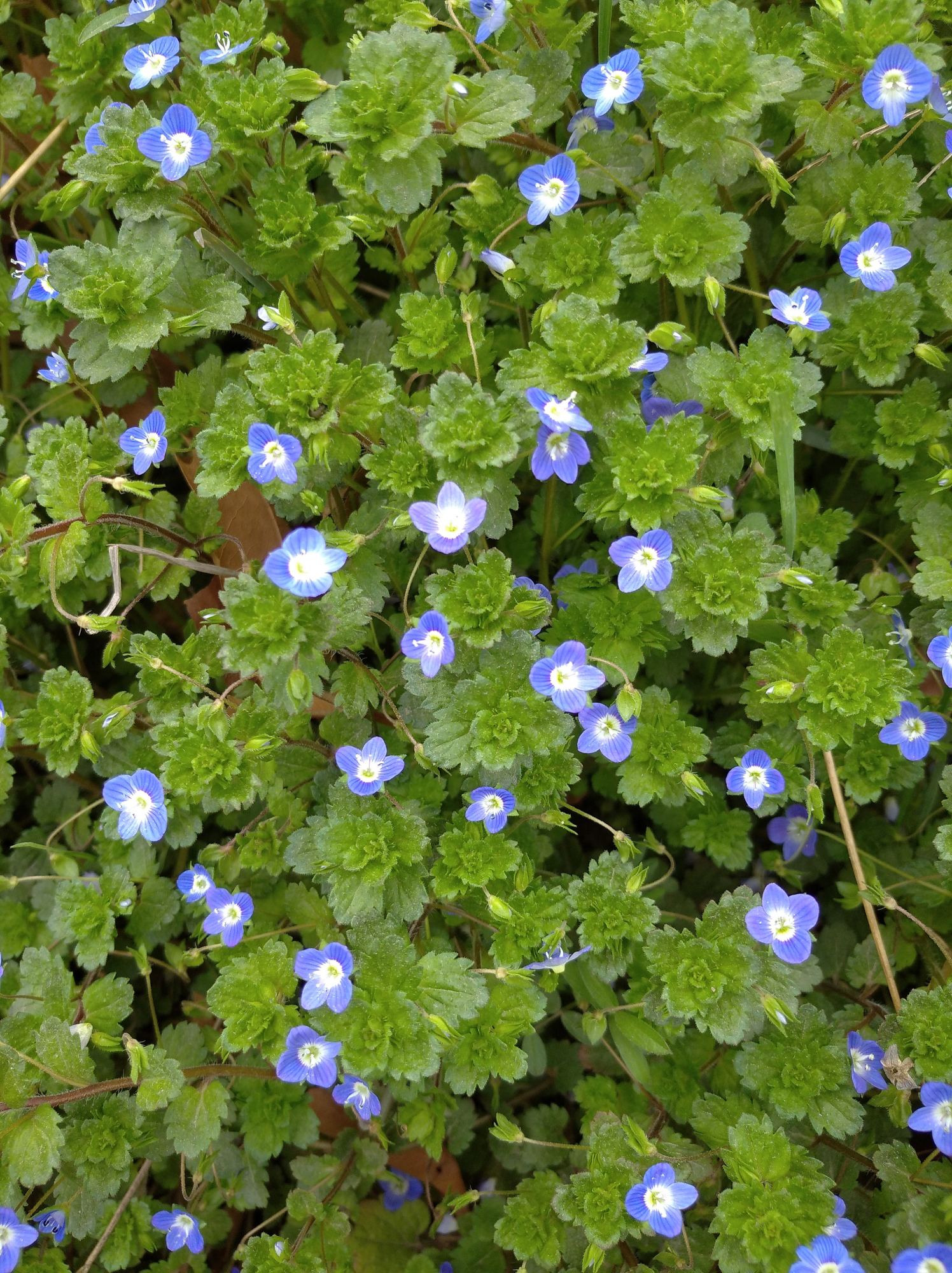 "婆婆纳" 上天赐予人间的"花仙子",天女撒满大地的"美丽花"