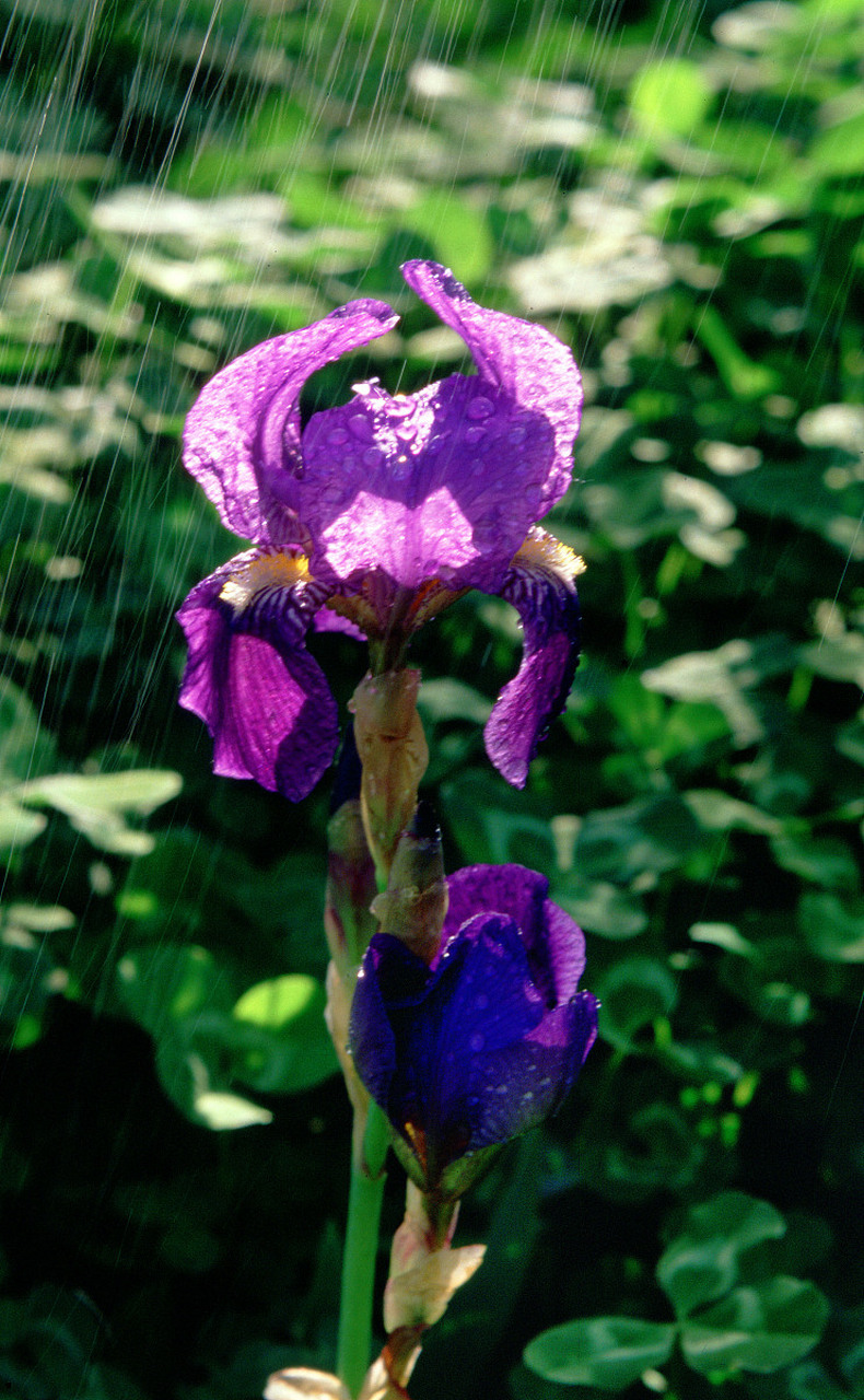 鸢尾花因花瓣形如鸢鸟尾巴而得名,有的地方叫它紫蝴蝶,蓝蝴蝶,花期在4