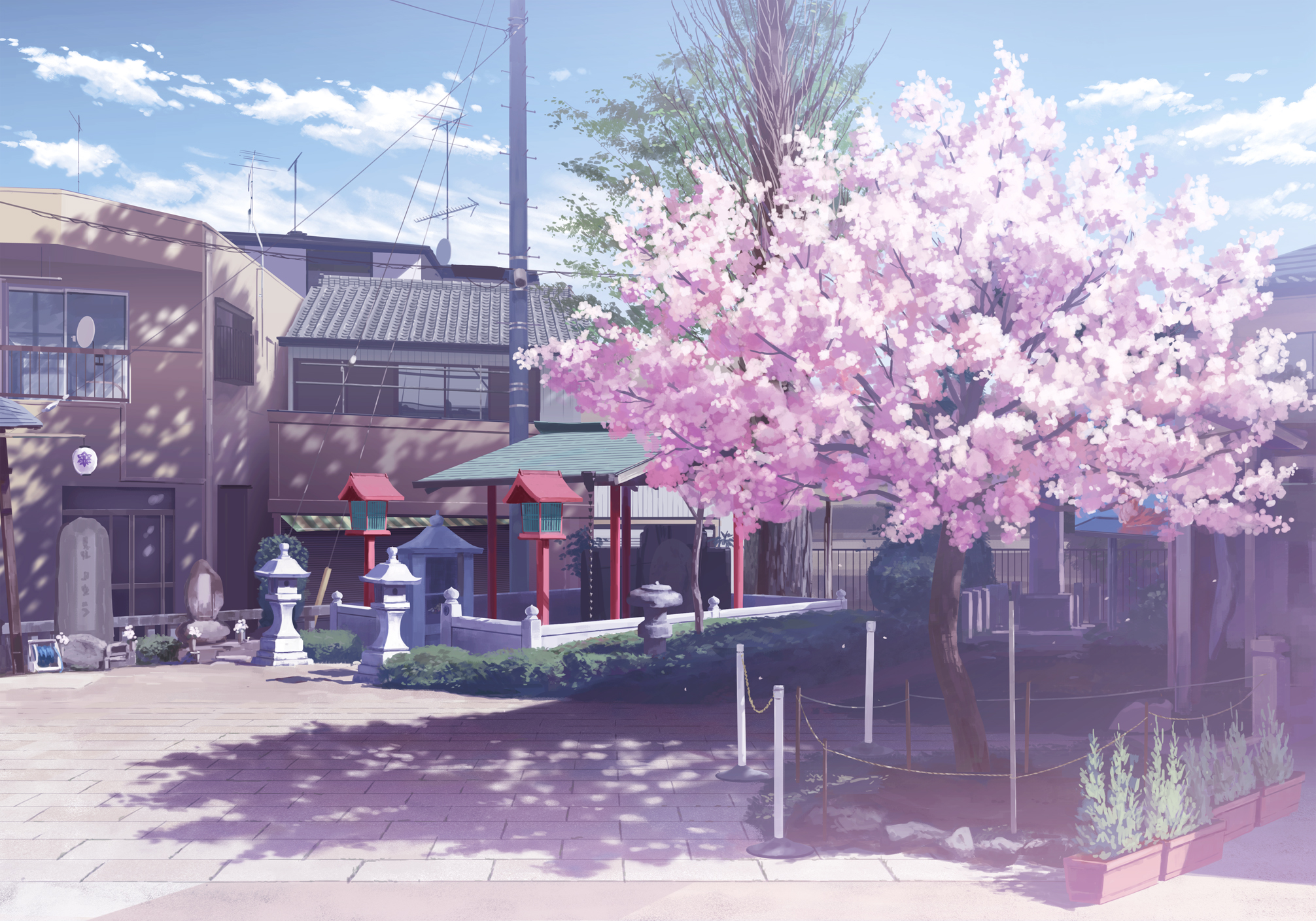 樱花树二次元壁纸图片