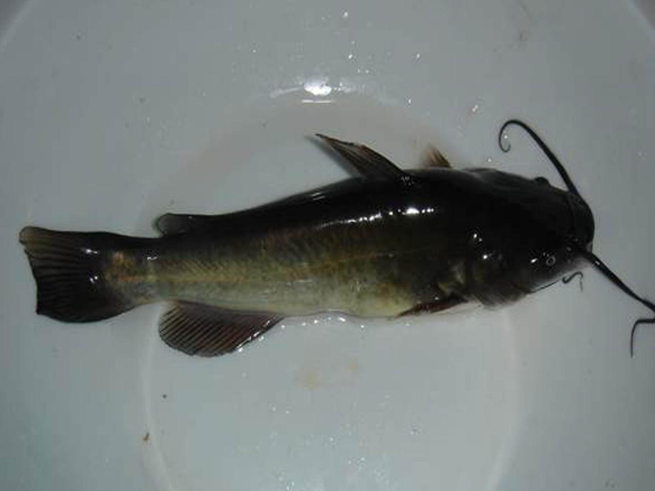 原产美国无刺鱼,常被认错充当黄骨鱼,如今靠养殖泛滥在水库