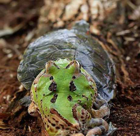 青蛙本想让乌龟载它一程,不料最后却变成苦力