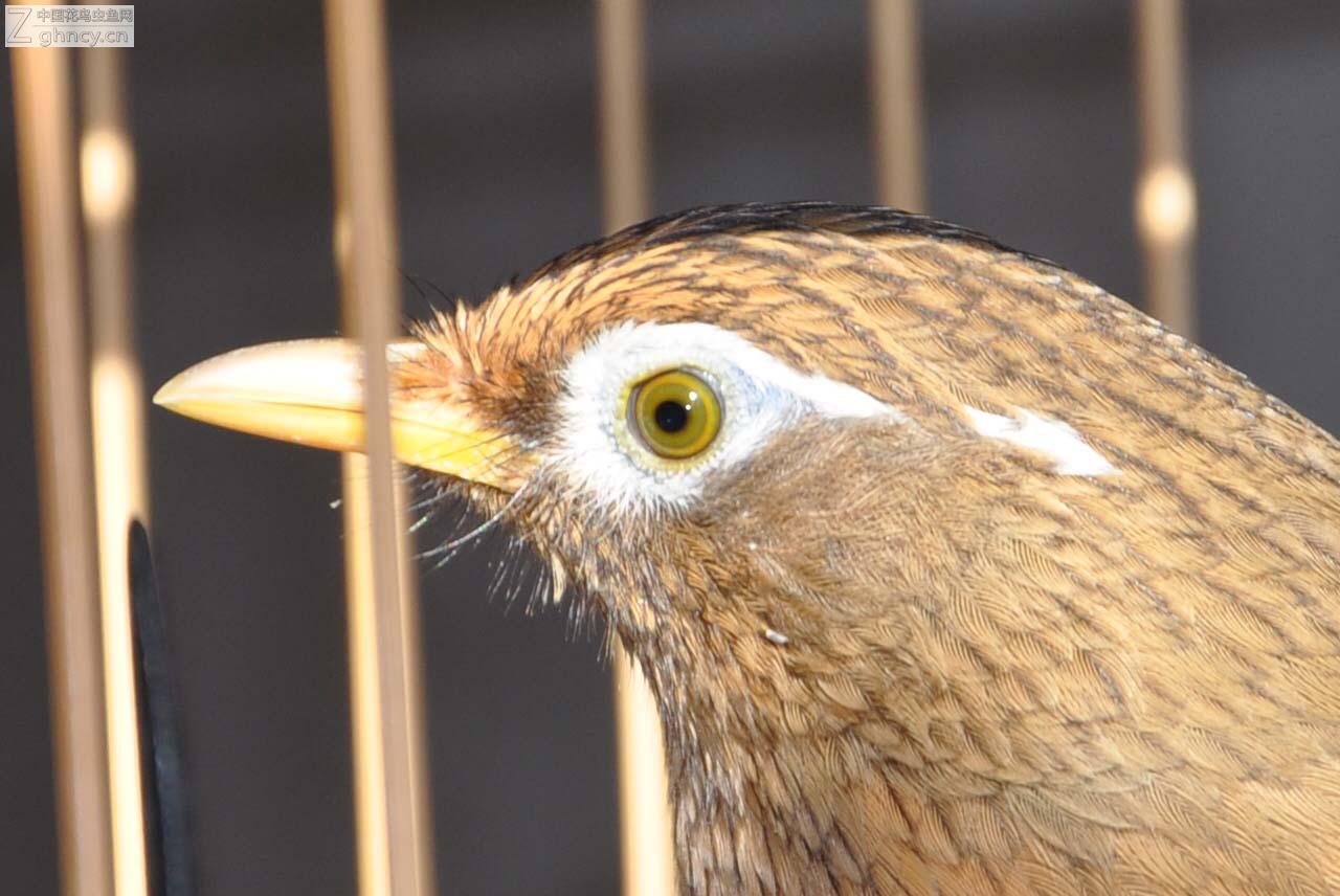 畫眉鳥什麼眼水最好 其瞳孔收縮之後聚集在眼仁周圍