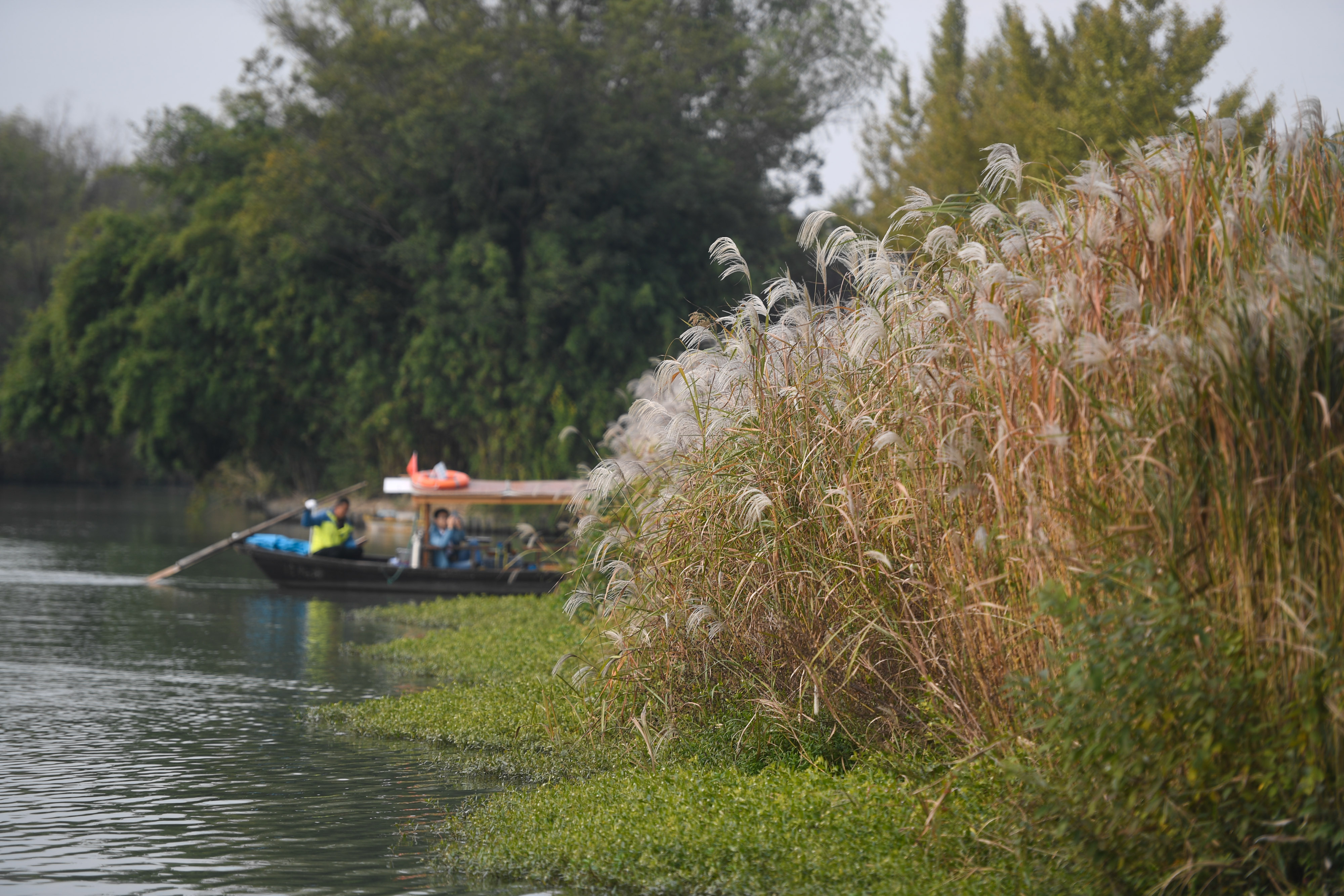 西溪湿地秋浓芦花白