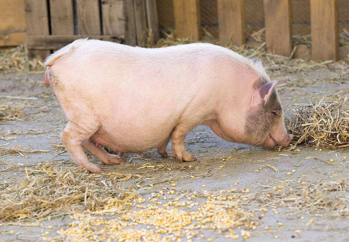 母猪- 热门商品专区