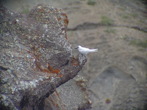 遺世獨立的絕美海島——聖赫勒拿島,你會發現它的美