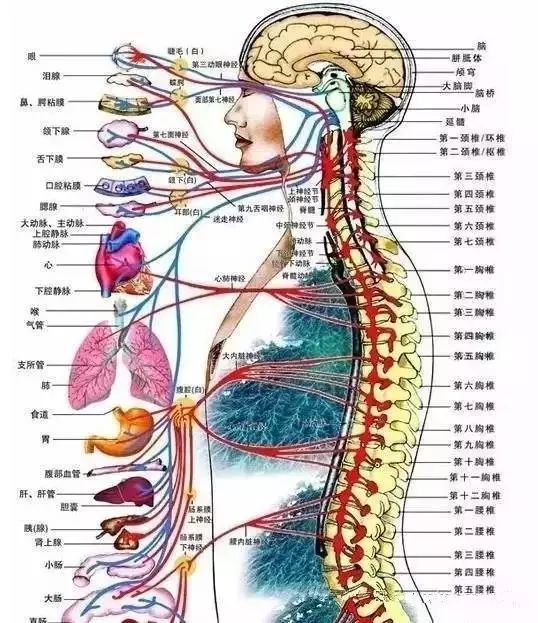 强制性颈反射图片