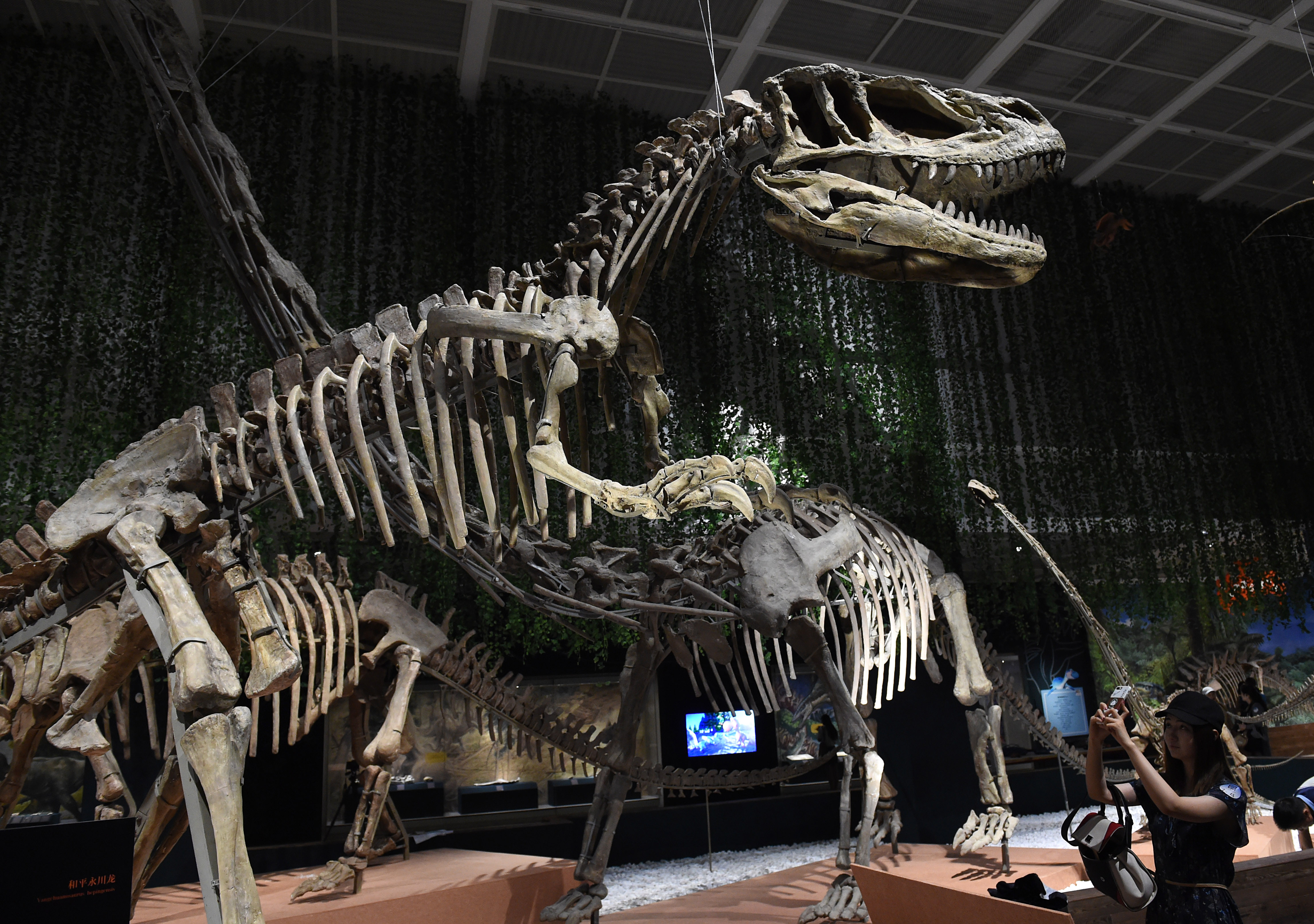 南京博物院举办恐龙主题展(1)