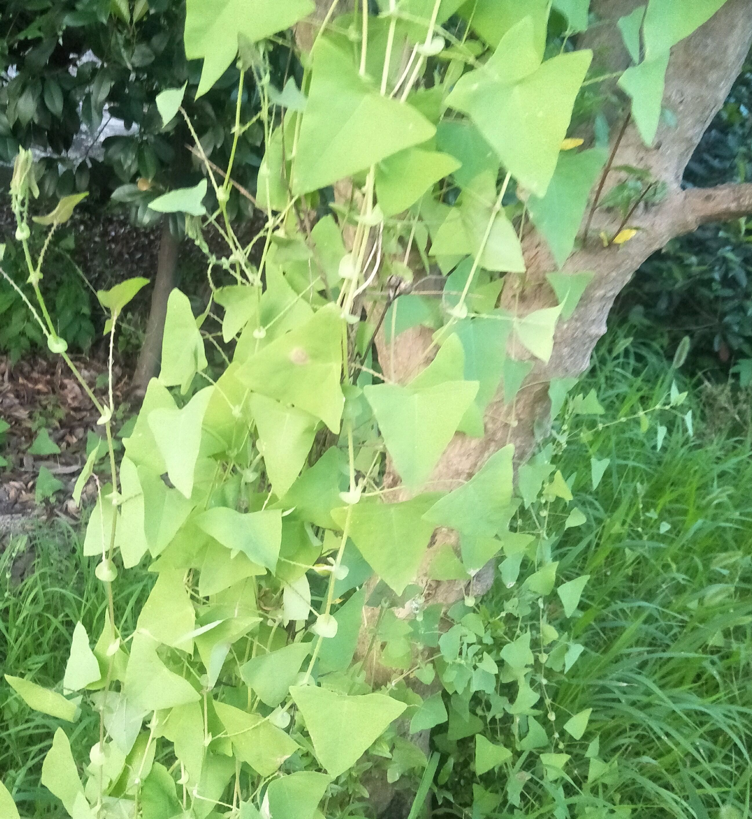 车前车,药用全草.