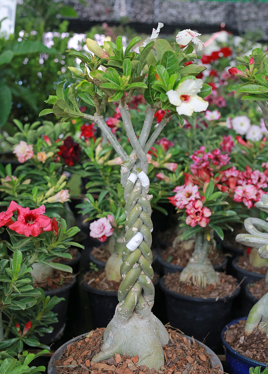 虎刺梅花:神秘的花卉宝藏,谁能抵挡它的吸引力?