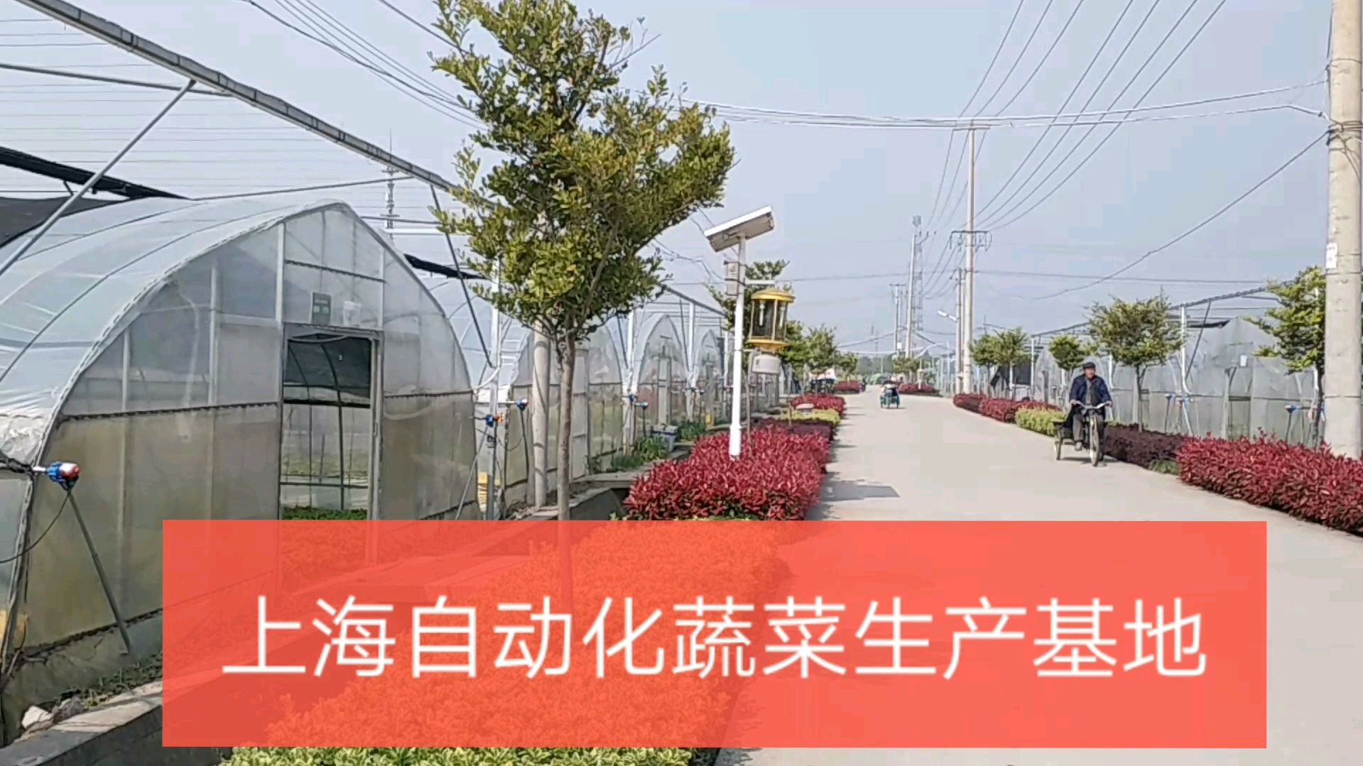 探访上海蔬菜大棚新模式,都说堪比山东寿光