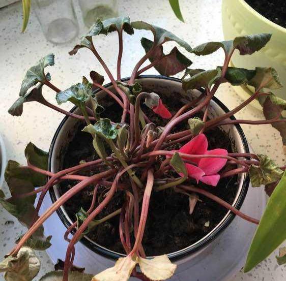 新买的仙客来就打蔫?不是商家的"猫腻",教你1招,立马挺立