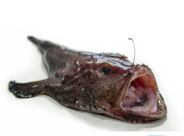 它是蛤蟆鱼,长相虽丑,但营养高热量低,保护视力还美容