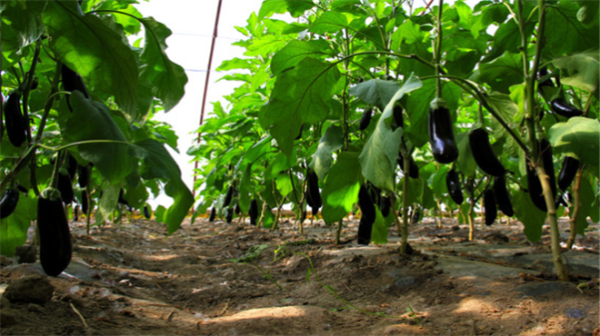 导语:为了确保茄子质量,大棚茄子如何栽培以及管理?