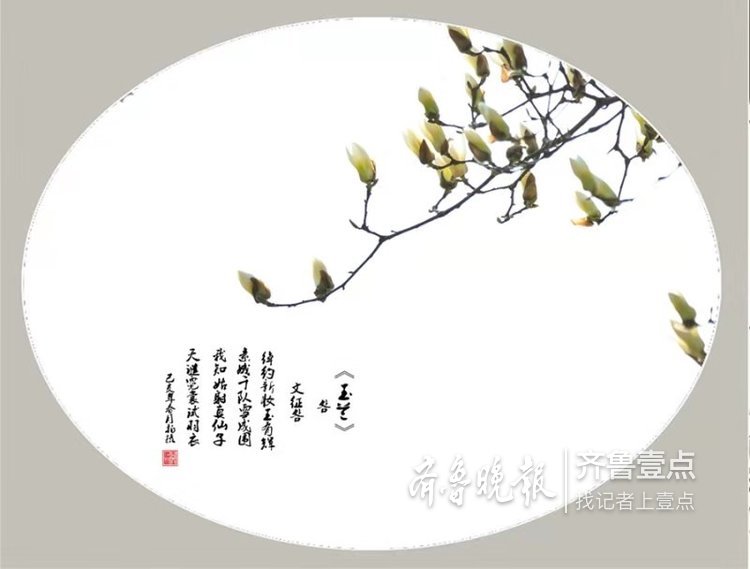 伊焦点|清香四溢玉兰花,如诗如画