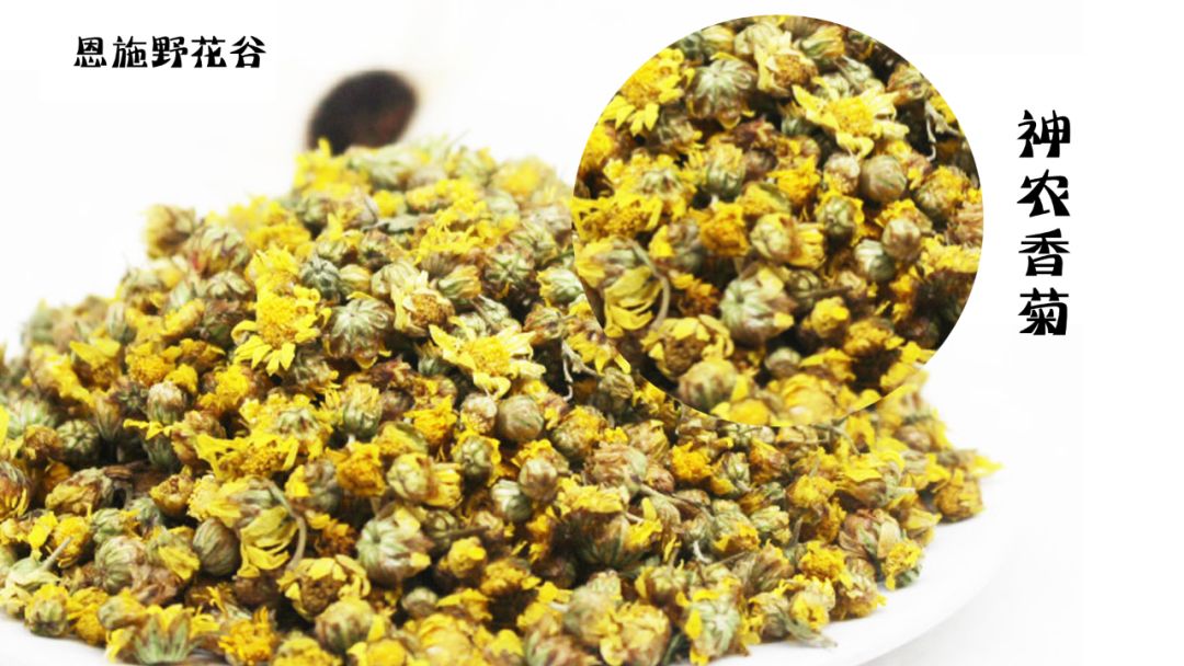 高山瑰宝丨小小花朵神农香菊