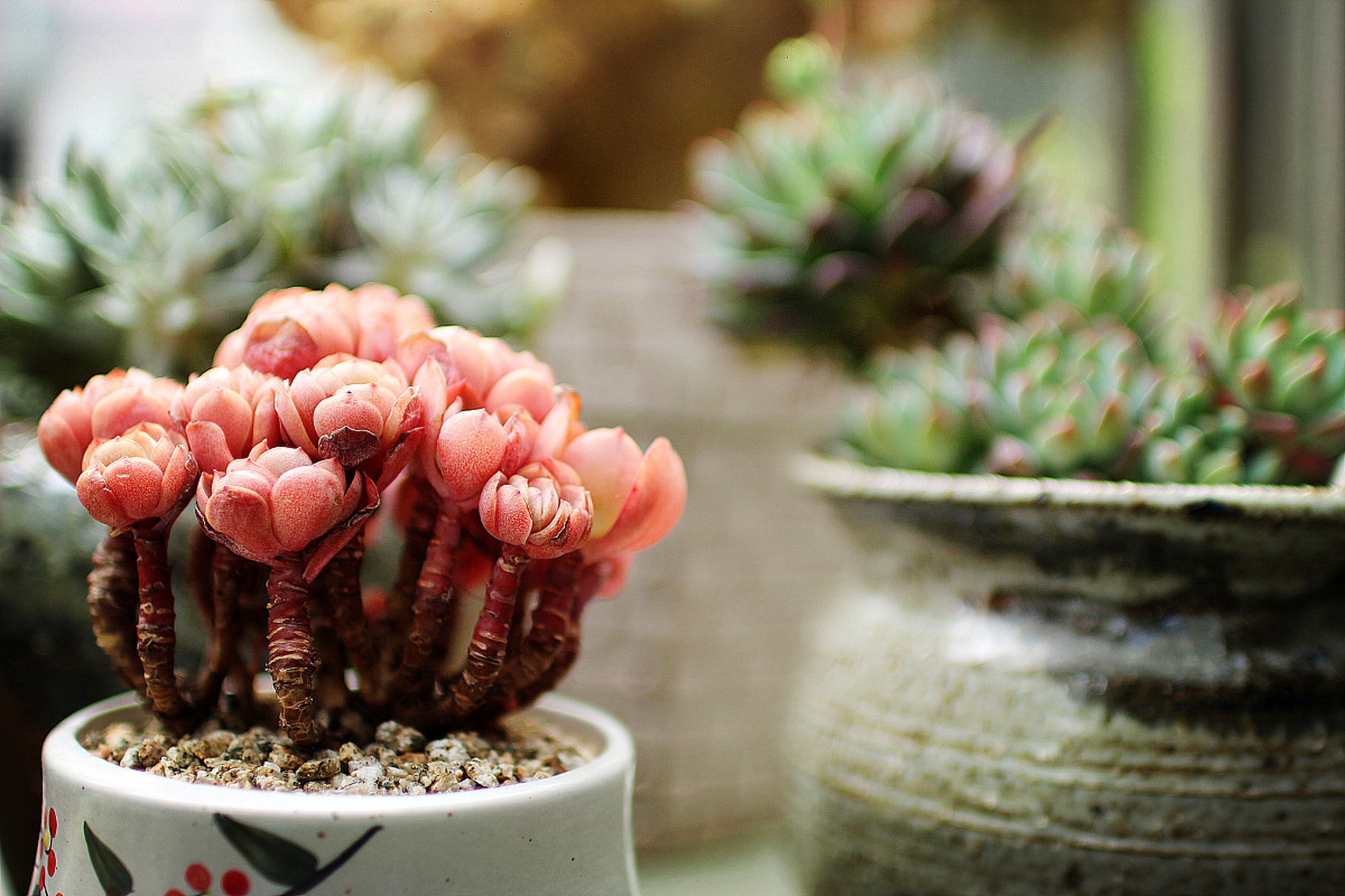 新花月锦多肉以其鲜艳多彩的花朵和叶片而著称,适应性强且容易养护.