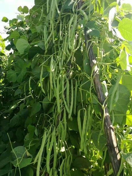 怎样种植四季豆 - 2020年最新商品信息聚合专区 - 百度爱采购