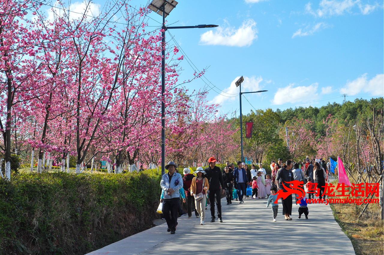 「樱花节」马龙樱花谷花海,人海模式已开启!