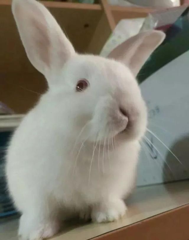 刚开始并没有想养兔子的打算,直到后来遇到了下面这只傻兔子