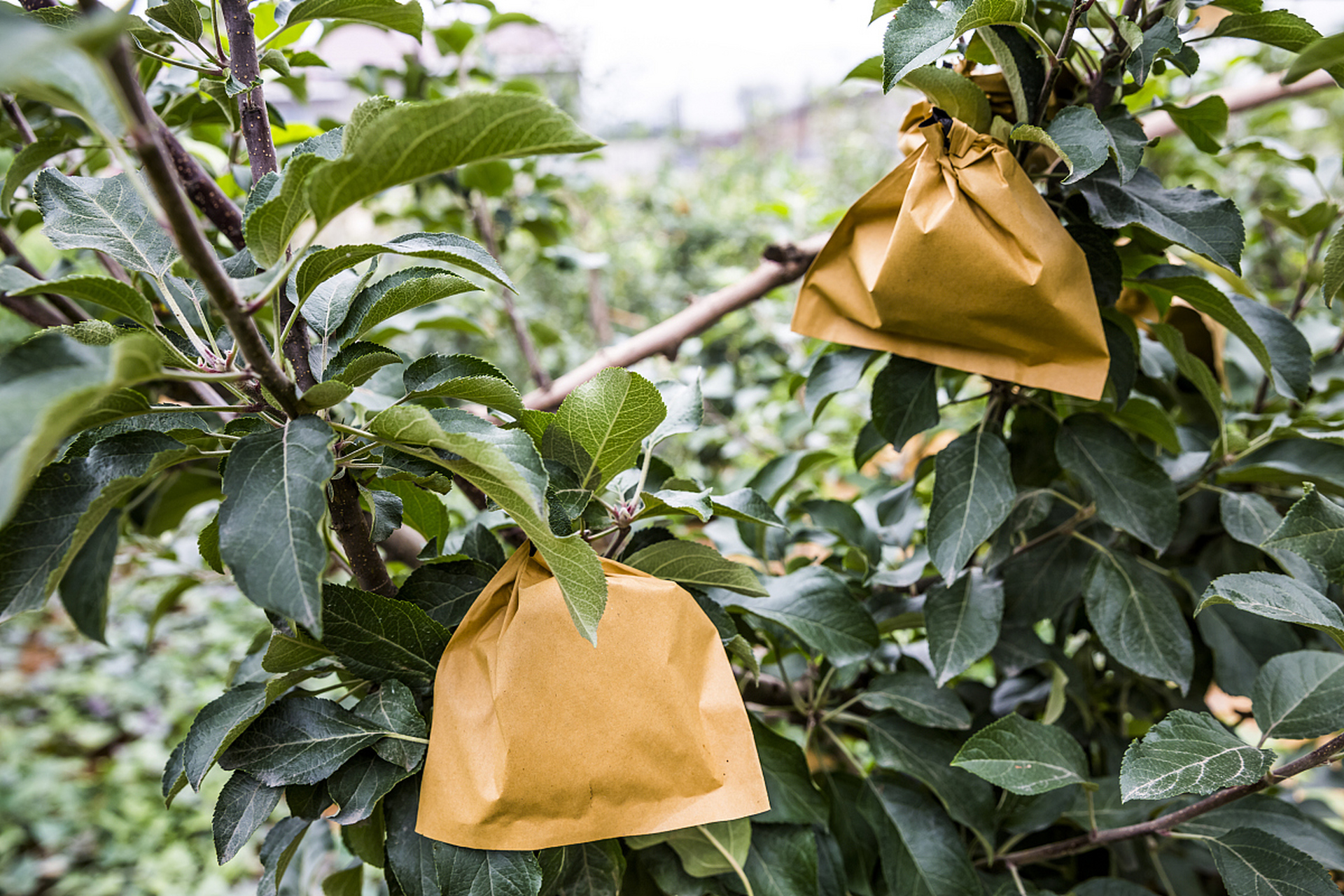 果袋咋选才会效果好?